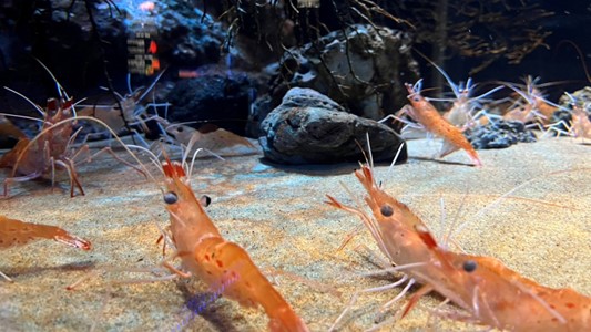 沼津港新開水族館