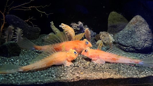 沼津港新開水族館