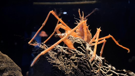 沼津港新開水族館