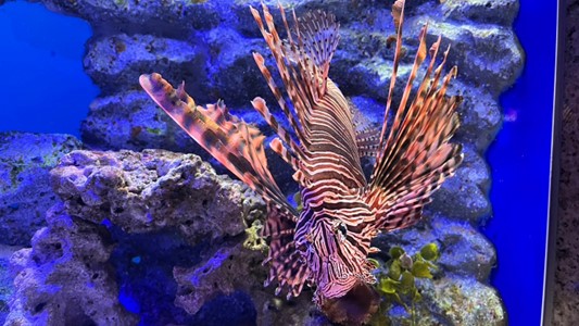 沼津港新開水族館